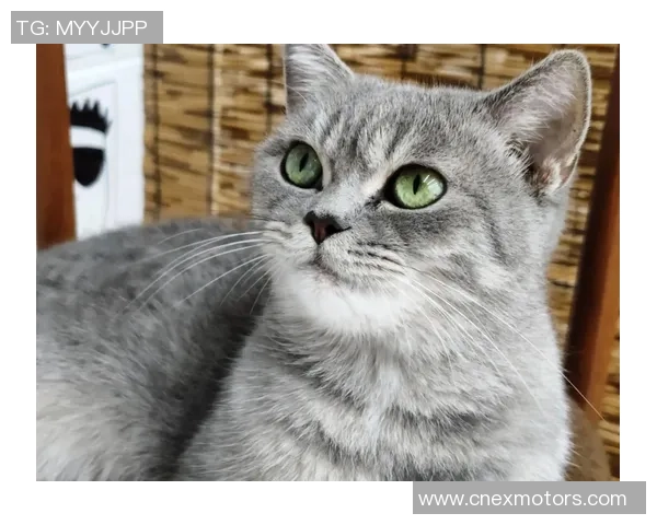 足球明星名字命名的猫咪们趣味大集合你最喜欢哪一只猫咪呢